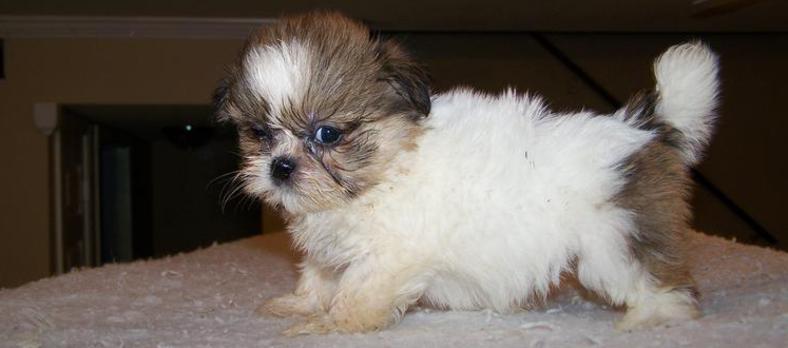 miniature shih tzu puppy